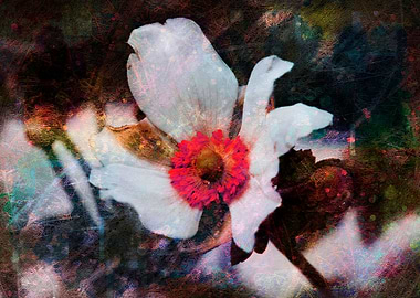 white bracteata roses