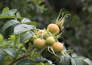 rosehips in the garden