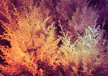 pine tree in the garden