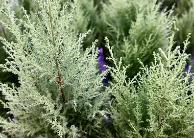 pine tree in the garden