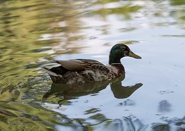 mallard duck