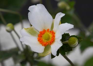 white bracteata roses
