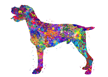 German Wirehaired Pointer