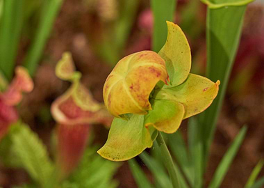 carnivorous plant