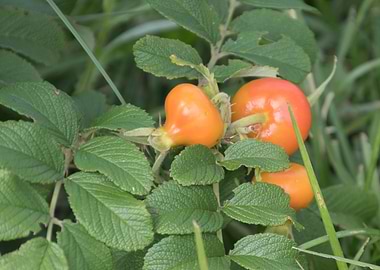 rosehips in the garden
