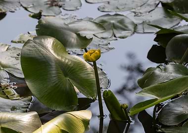 yellow waterlily brandybot