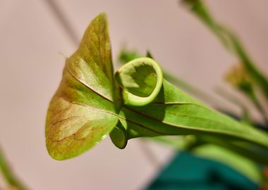 carnivorous plant