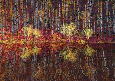 Forest of birch trees