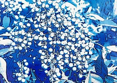 berries in the garden