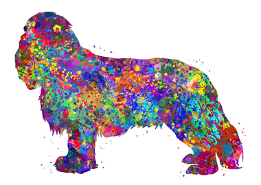 Cavalier king charles dog