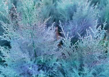 pine tree in the garden