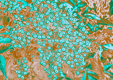 berries in the garden