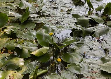 yellow waterlily brandybot