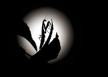 Moon Mantis