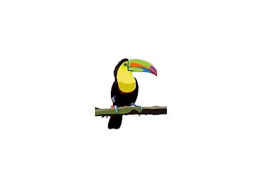 Toucan illustration