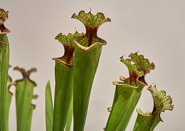 carnivorous plant