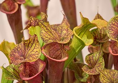 carnivorous plant