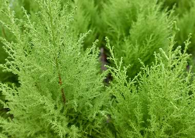 pine tree in the garden