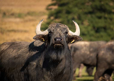 Portrait of buffalo