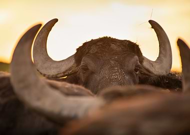 Water Buffalo in the dawn