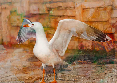 seagull on beach