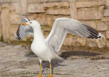 seagull on beach
