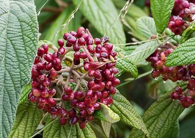 red rosehips in the garden