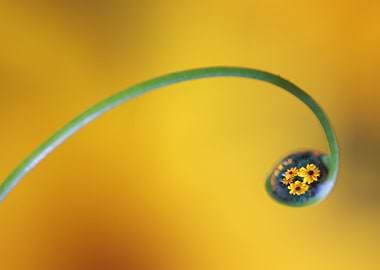 A drop of flowers