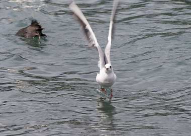 seagull flying on lake