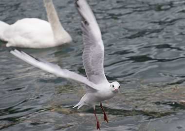 seagull flying on lake