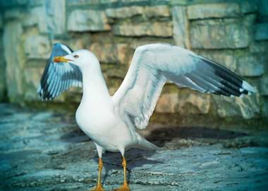 seagull on beach