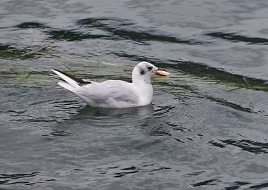seagull flying on lake