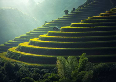 Green rice fields