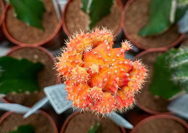 colorful succulent plant