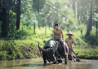 Water Buffalo ride