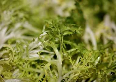 Cichorium endivia salad