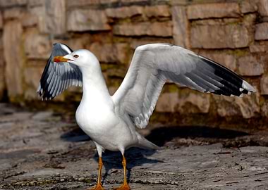 seagull on beach