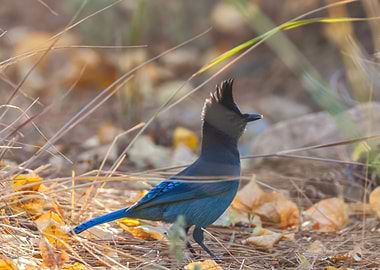 Stellers Jay