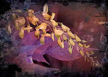 wisteria in the garden