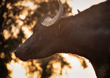 headshot of a waterbuffalo