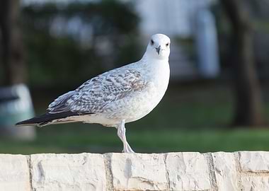 seagull on beach