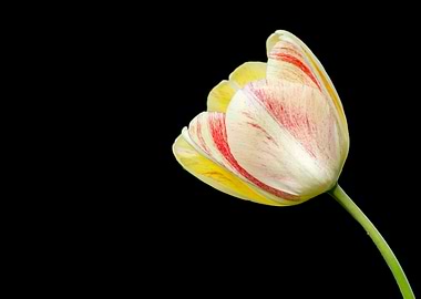 tulip flower in spring