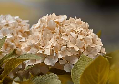 hydrangea in the garden