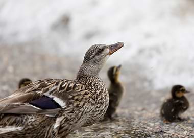 duck with her ducklings