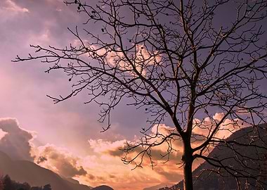 trees without leaves