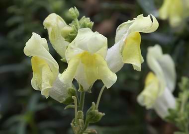 snapdragons in the garden