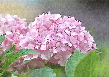 hydrangea in the garden