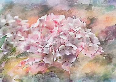 hydrangea in the garden