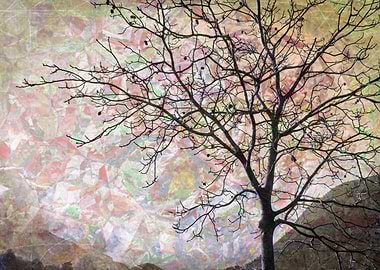 trees without leaves