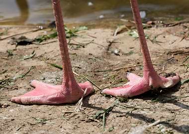 pink flamingo in the farm